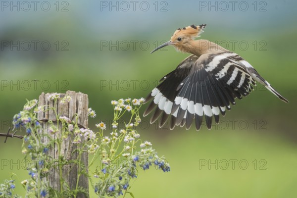 Eurasian Hoopoe (Upupa epops) flying, Aosta Valley, Italy