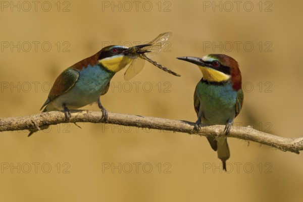 European Bee-eater (Merops apiaster) pair displaying, United Kingdom
