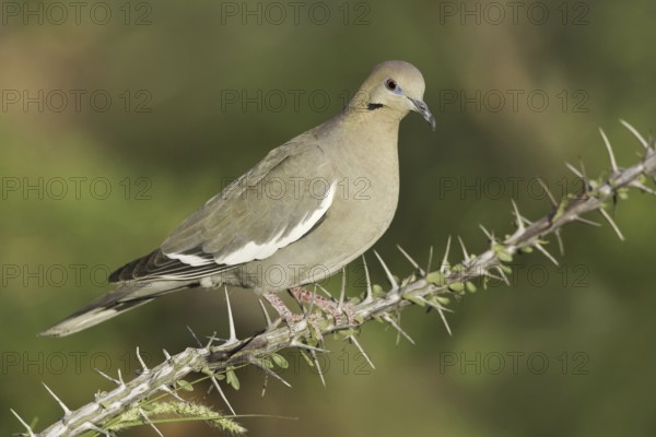 White-winged Dove (Zenaida asiatica), Arizona, USA