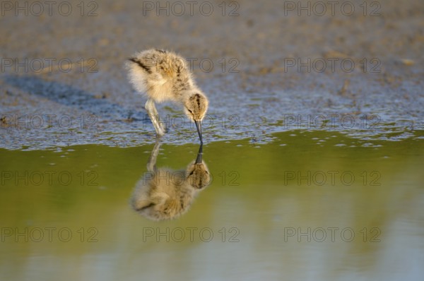 Saebelschnaebler (Recurvirostra avosetta), Avocet, Jungvogel bei der Nahrungssuche, mit Spiegelung, Juni, Insel Texel, Nordsee, Nordholland, Niederlande