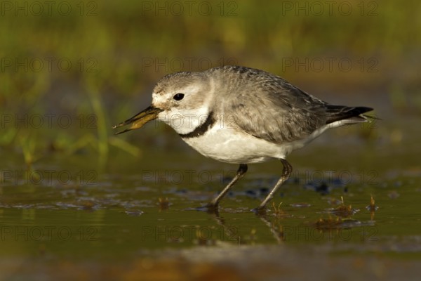 Wrybill (Anarhynchus frontalis) foraging, Glentanner, South Island, New Zealand