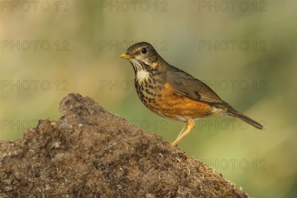 Black-breasted Thrush (Turdus dissimilis) female, Doi Ang Khang, Thailand