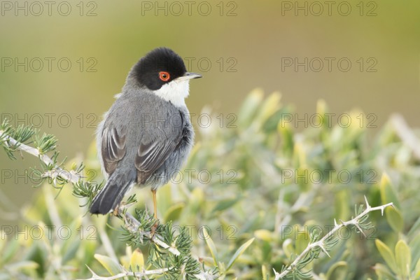 Sardinian Warbler (Sylvia melanocephala) male, Mallorca, Spain