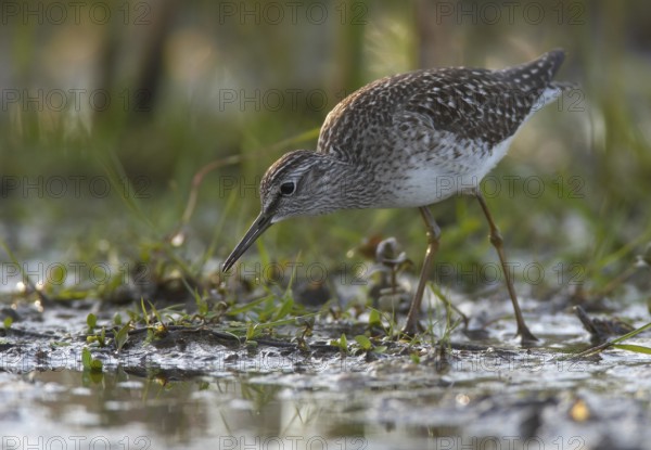 Wood Sandpiper (Tringa glareola), Schleswig-Holstein, Germany