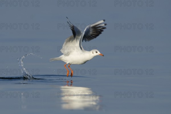 Black-headed Gull (Chroicocephalus ridibundus) flying, Lake Constance, Switzerland