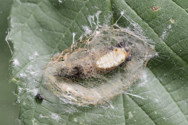 Rose owl (Thyatira batis), pupa in a web, North Rhine-Westphalia, Germany