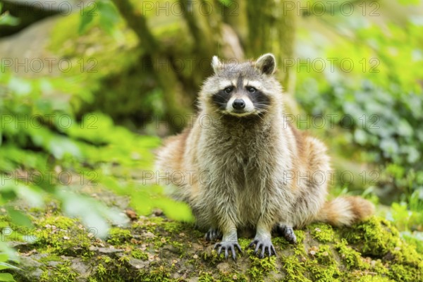 Common raccoon (Procyon lotor) on sitting on a rock, Bavaria, Germany