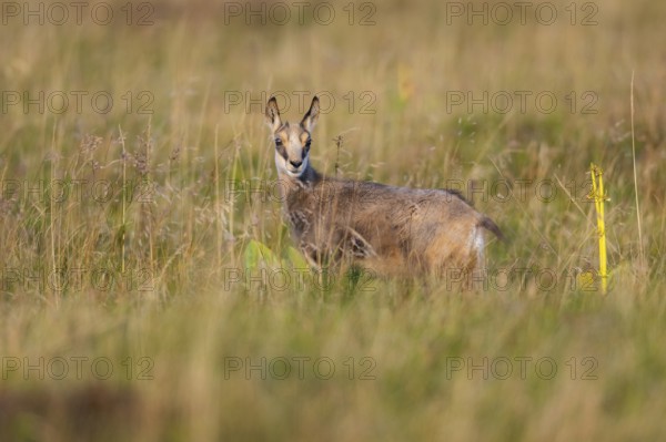 Chamois (Rupicapra rupicapra) youngster on a meadow in the Vosges Mountains, wildlife, France
