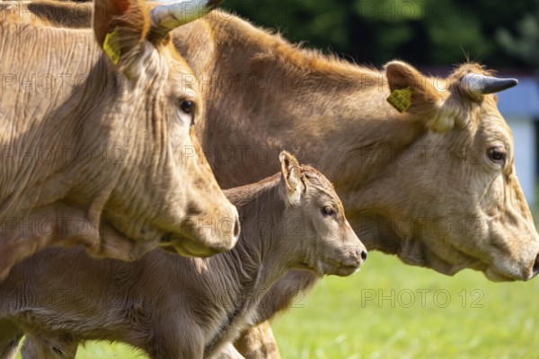 Cows on a pasture, landscape near Oerrot in the north-east of Baden-Württemberg. Oberrot, Baden-Württemberg, Germany
