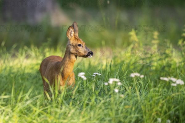 Roe deer (Capreolus capreolus) standing on a meadow, Hesse, Germany