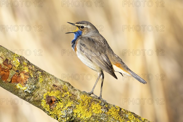 Bluethroat (Luscinia svecica cyanecula) ml Germany