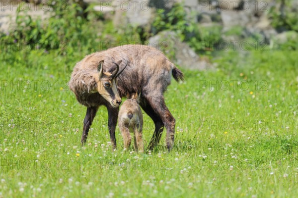 An adult female chamois (Rupicapra rupicapra) suckles her young on a sunny day in a green meadow.. Tyrol, Austria