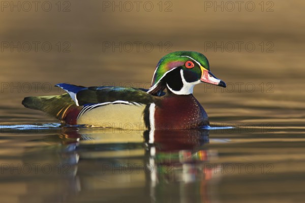 Wood Duck (Aix sponsa) male, British Columbia, Canada