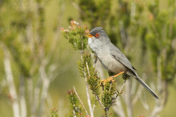 Balearic Warbler (Sylvia balearica) male singing, Mallorca, Spain