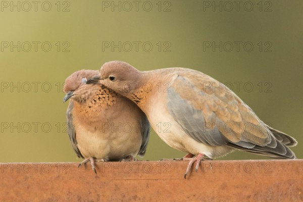 Laughing Dove (Spilopelia senegalensis) pair, Gambia