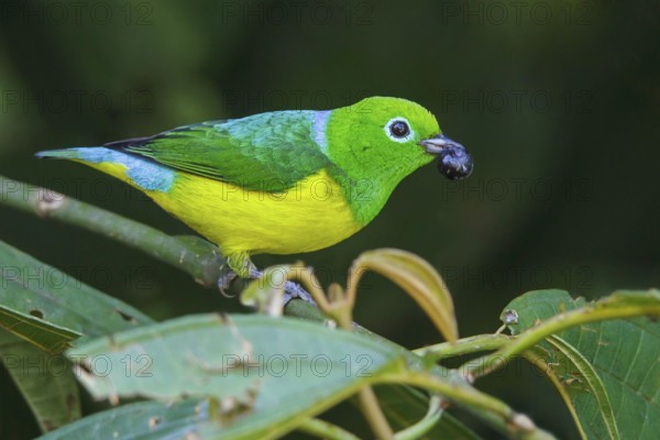 Blue-naped Chlorophonia (Chlorophonia cyanea) perched on a branch in Manu National Park, Peru