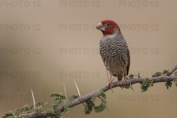 Red-headed Finch (Amadina erythrocephala) male, Northern Cape, South Africa