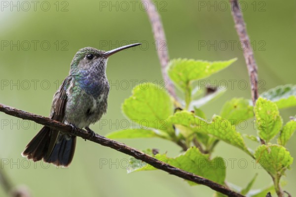 Sapphire-spangled Emerald (Polyerata lactea) perched on a branch in Manu National Park, Peru