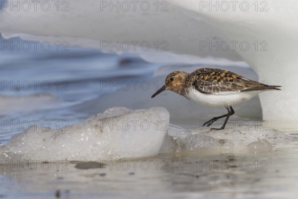 Sanderling (Calidris alba) on the Hudson's Bay near Churchill, Manitoba, Canada