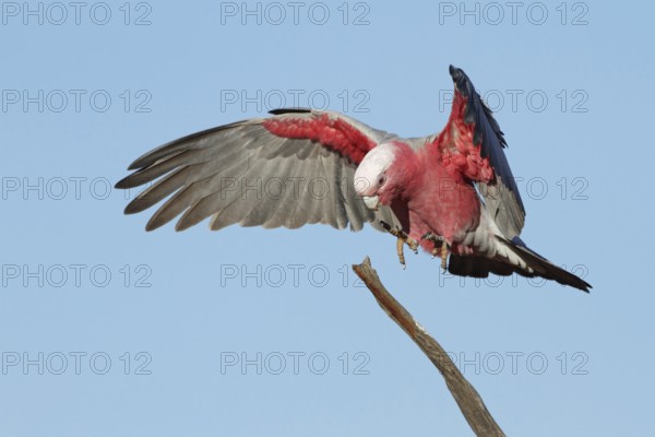Galah (Eolophus roseicapilla) female flying, Queensland, Australia