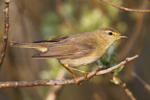 Willow Warbler (Phylloscopus trochilus), Texel, Netherlands