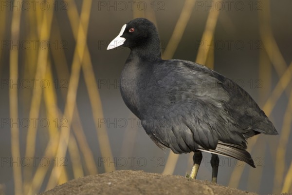 Eurasian Coot (Fulica atra), Mecklenburg-Western Pomerania, Germany