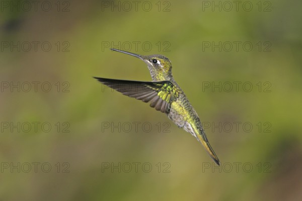 Rivoli's Hummingbird Eugenes fulgens Chiricahua Mountains, Cochise County, ARIZONA, United States 25 August Immature Male Trochilidae