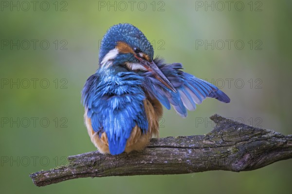 Common Kingfisher (Alcedo atthis) female preening, Saxony-Anhalt, Germany