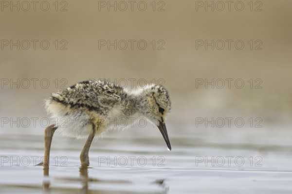 Black-winged Stilt (Himantopus himantopus) chick foraging, North Rhine-Westphalia, Germany