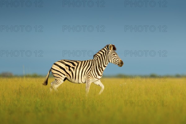 Zebra with blue sky. Burchell's zebra, Equus quagga burchellii, Nxai Pan National Park, Botswana, Africa. Wild animal on the meadow, zebra in habitat, evening sun. Wildlife nature, Africa safari