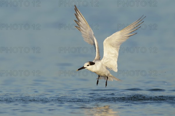 Sandwich Tern (Thalasseus sandvicensis) flying, Florida, USA