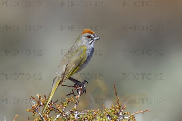 Green-tailed Towhee Pipilo chlorurus Bodie, California, United States 13 May Adult Emberizidae