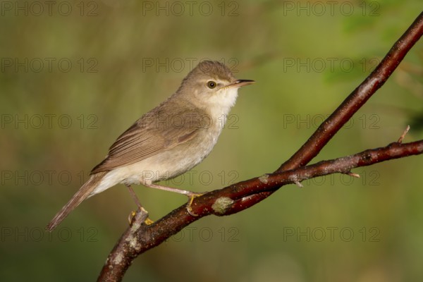 Blyths Reed Warbler - Buschrohrsänger - Acrocephalus dumetorum, Kazakhstan
