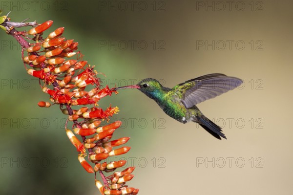 Broad-billed Hummingbird Cynanthus latirostris Madera Canyon, Santa Rita Mountains, Arizona, United States 18 May Adult Male Trochilidae