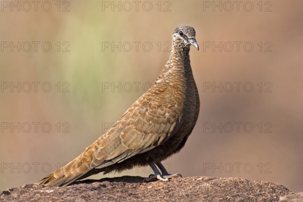 White-quilled Rock Pigeon (Petrophassa albipennis), Western Australia, Australia