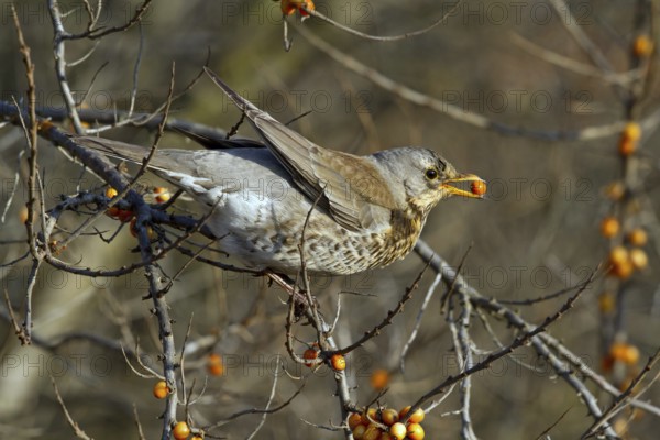 Fieldfare (Turdus pilaris) feeding on berries of Common sea buckthorn (Hippophae rhamnoides), Mecklenburg-Western Pomerania, Germany