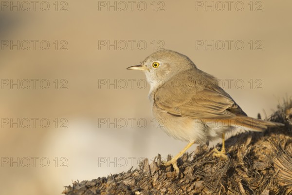 Asian Desert Warbler - Wüstengrasmücke - Sylvia nana, Oman