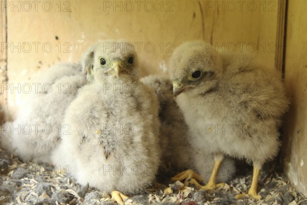 Common Kestrel (Falco tinnunculus) chick, Lower Saxony, Germany