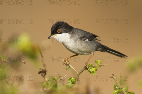 Sardinian Warbler (Sylvia melanocephala) male, Morocco