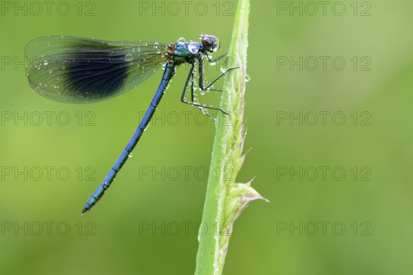 Banded Demoiselle (Calopteryx splendens), male covered with dew drops on blade of grass, Lower Saxony, Germany
