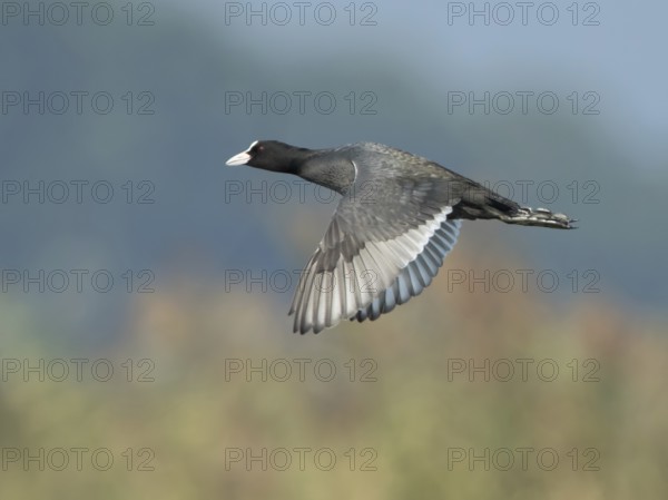 Eurasian Coot (Fulica atra) flying, West Bengal, India