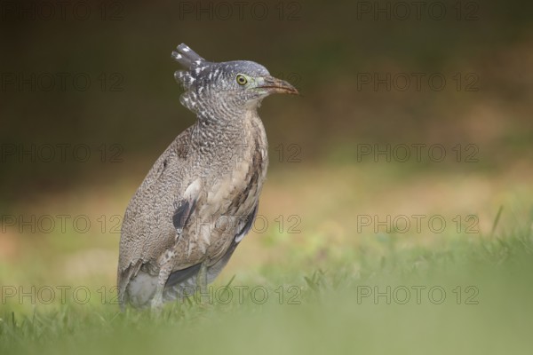 Malayan Night Heron (Gorsachius melanolophus), Taiwan