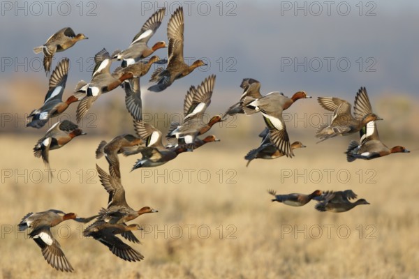 Eurasian Wigeon (Mareca penelope) group flying, Netherlands