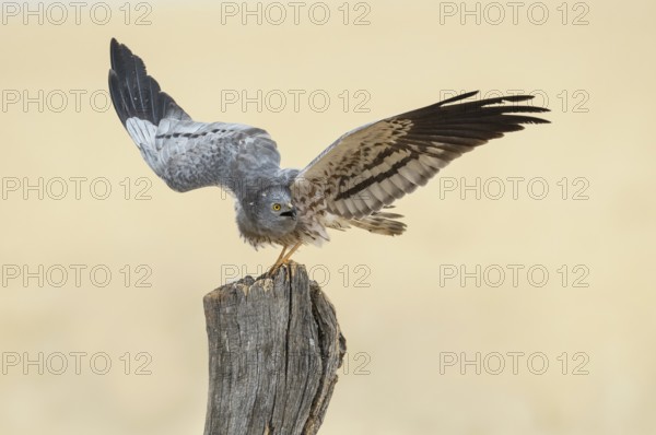 Montagu's Harrier (Circus pygargus) male perched on a post, Andalusia, Spain