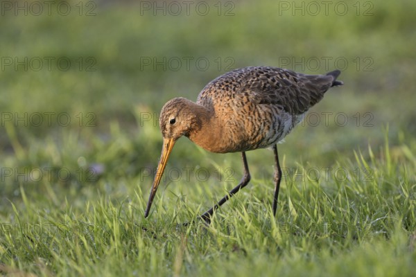 Uferschnepfe (Limosa limosa), Black-tailed Godwit, bei der Nahrungssuche, April, Insel Texel, Nordholland, Nordsee, Niederlande