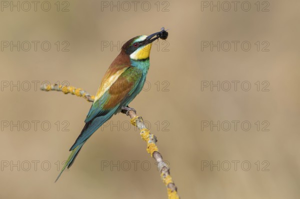 European Bee-eater (Merops apiaster) perched on a branch, Poland