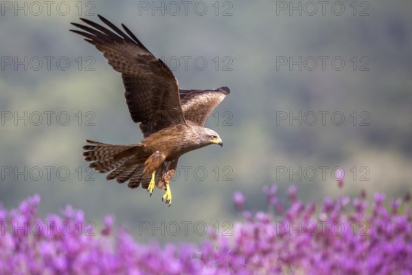 Black Kite (Milvus migrans) landing, Madrid, Spain