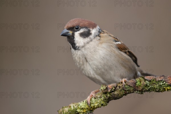 Eurasian Tree Sparrow (Passer montanus) perched on a branch, Lower Saxony, Germany
