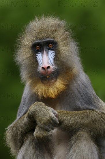 Mandrill (Mandrillus sphinx), female, endangered species, captive, occurrence in Central Africa