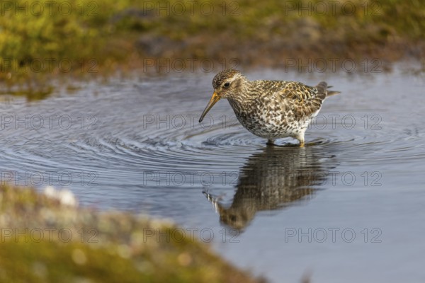 Black-legged stint (Calidris maritima) foraging, Aventdalen, Longyearbyen, Spitsbergen, Svalbard